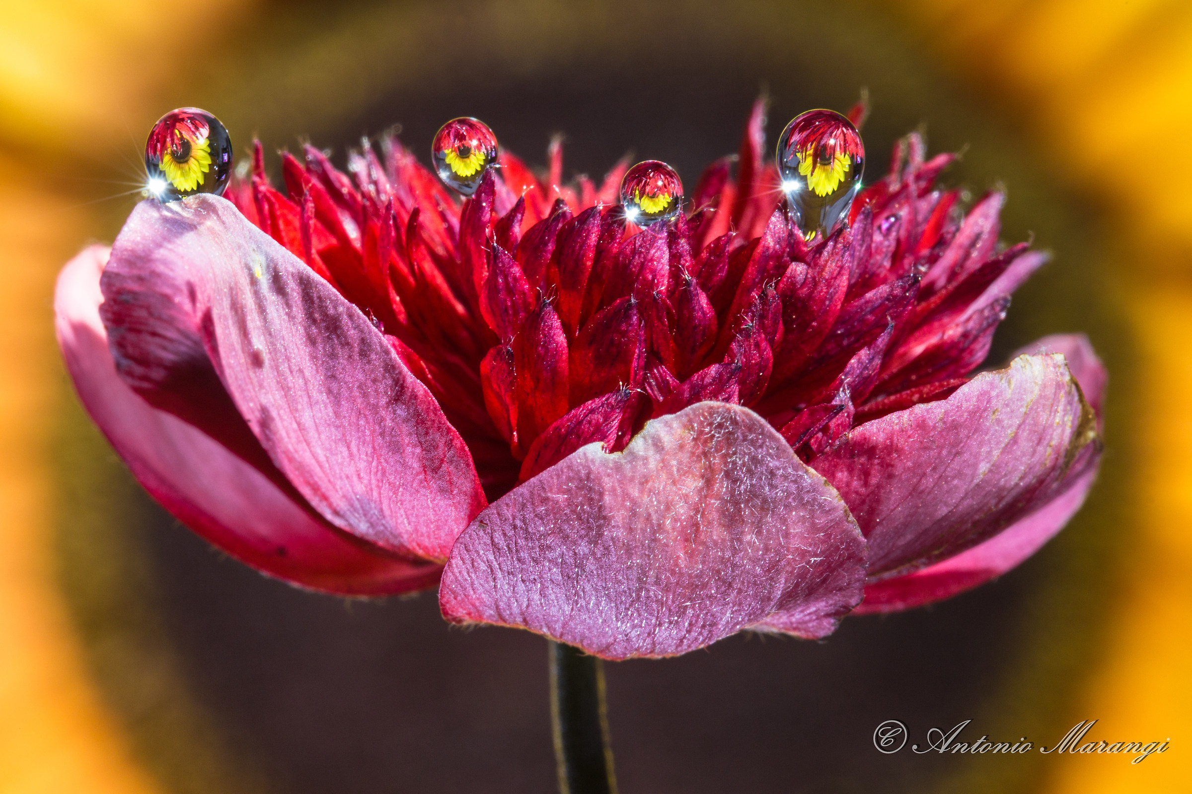 extremely rare variety of anemone coronaria