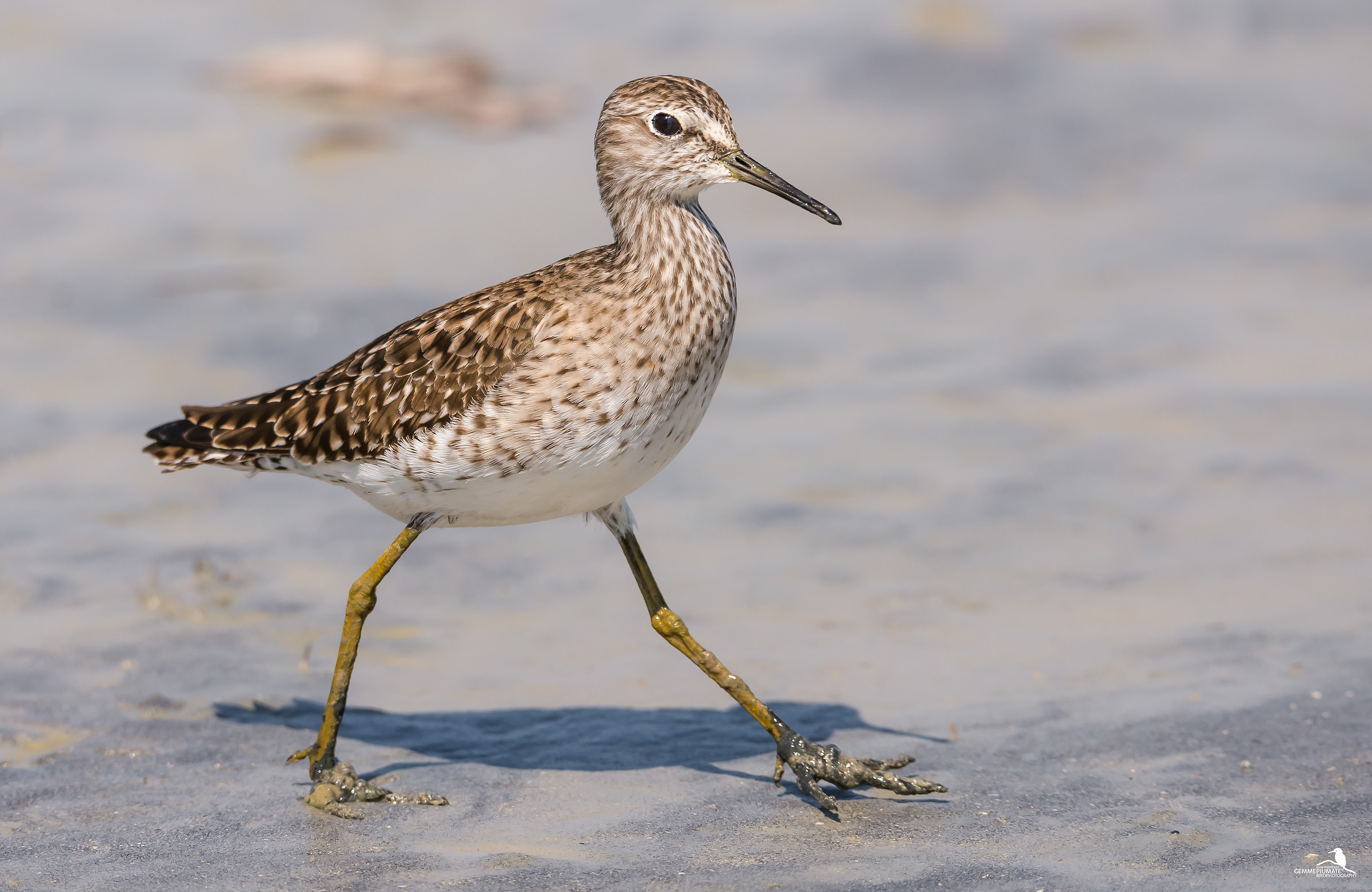 Piro piro boschereccio