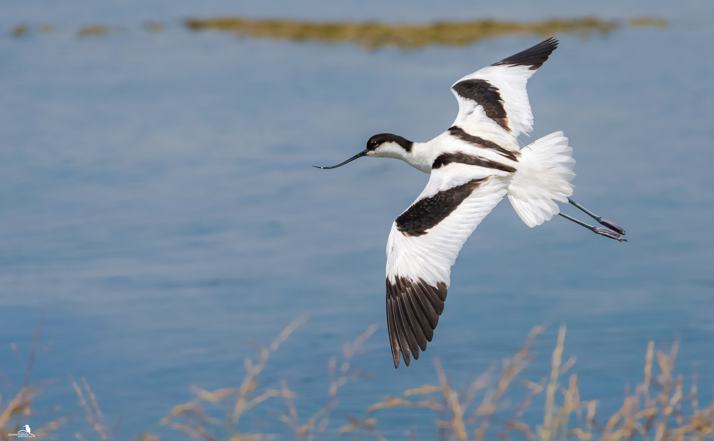 Avocetta