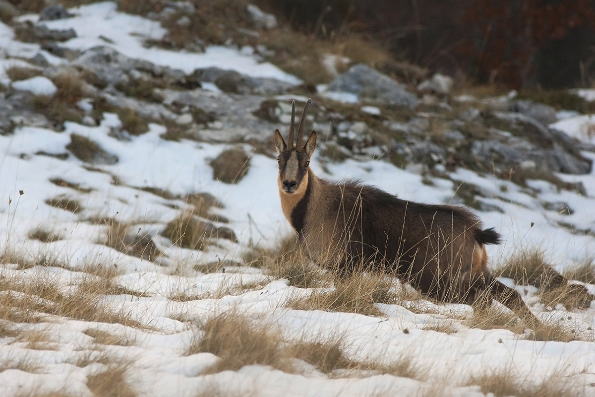 Camoscio d'Abruzzo