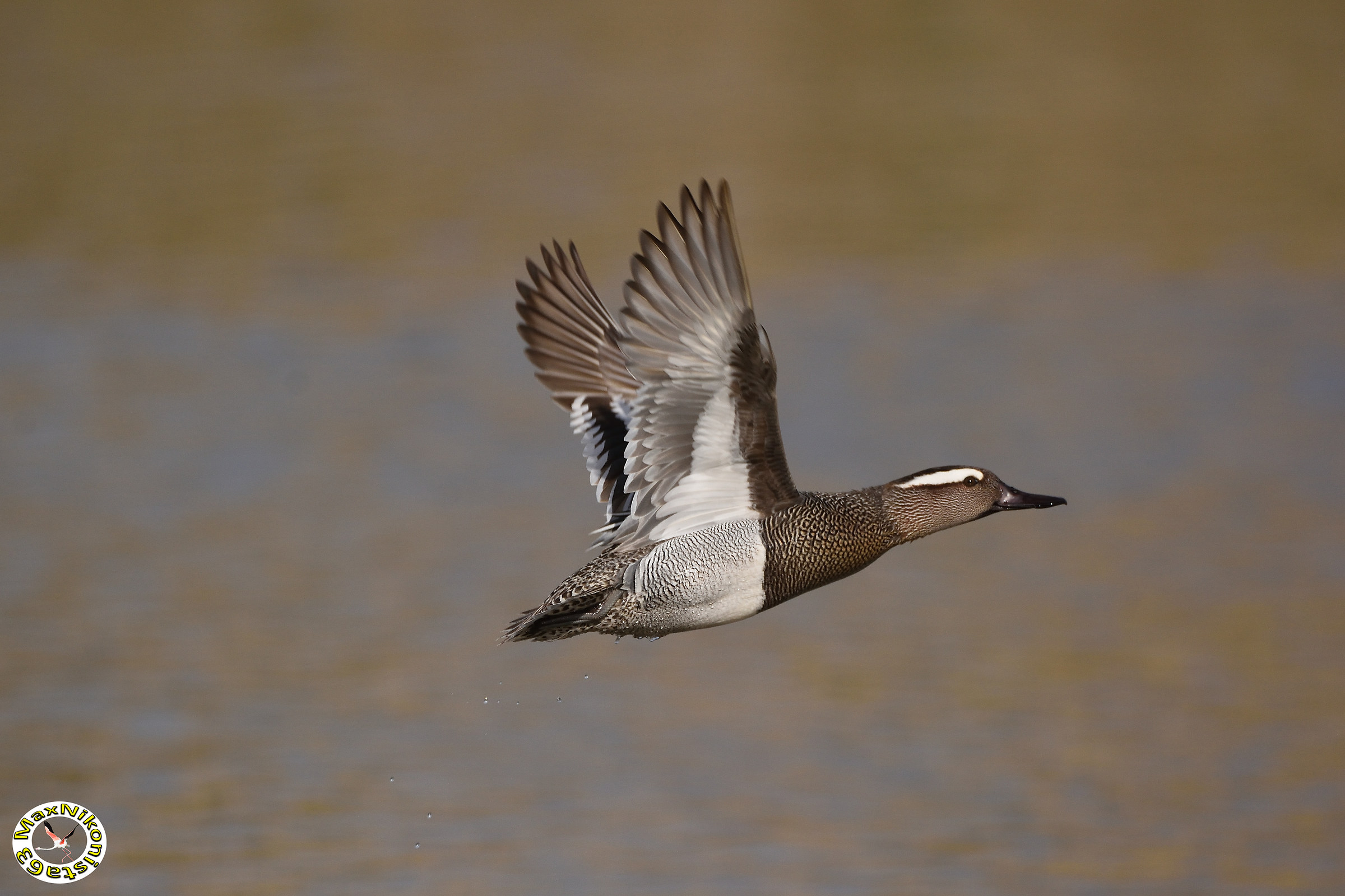 Blue-winged teal flying