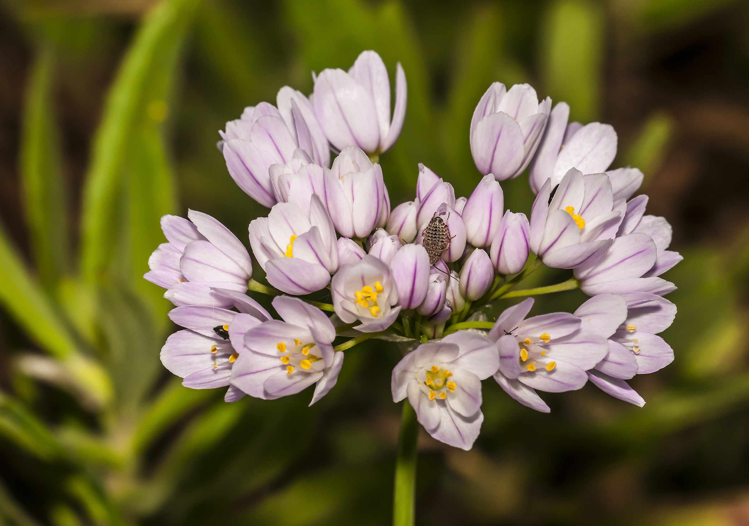 Allium