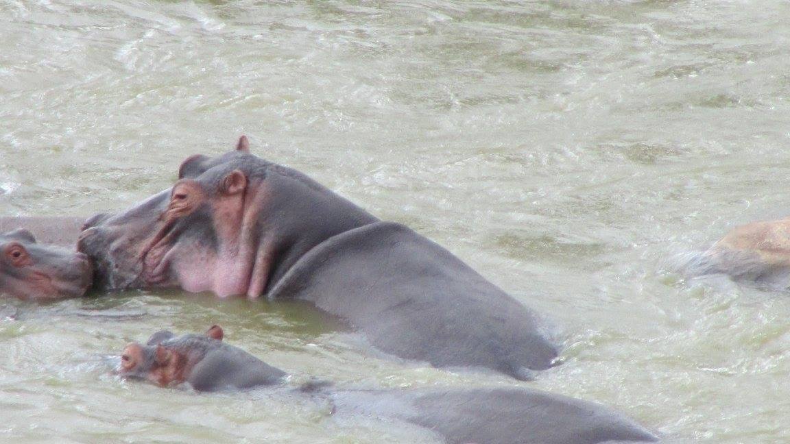 Bagnetto ristoratore