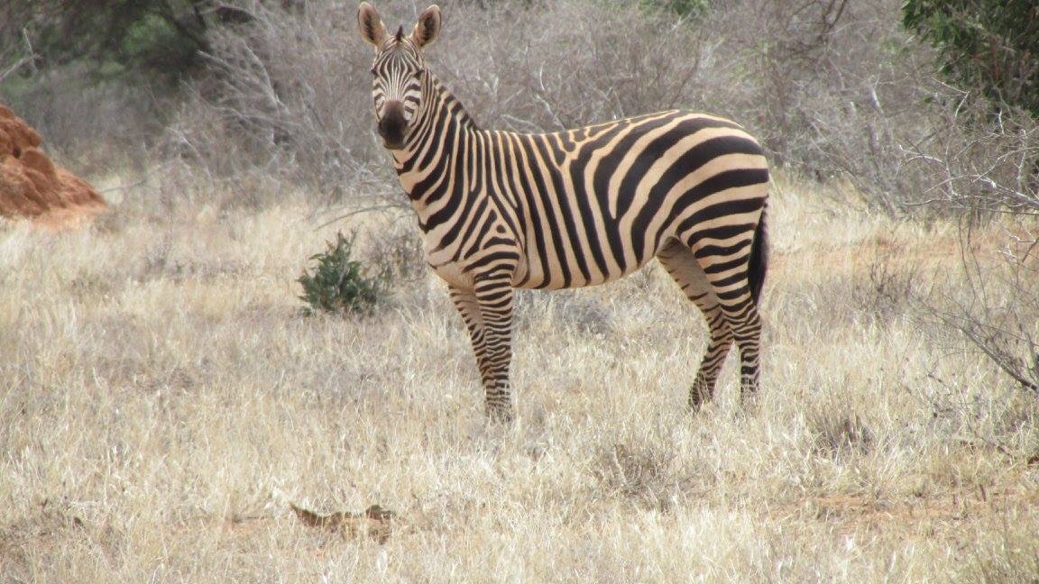 Zebra