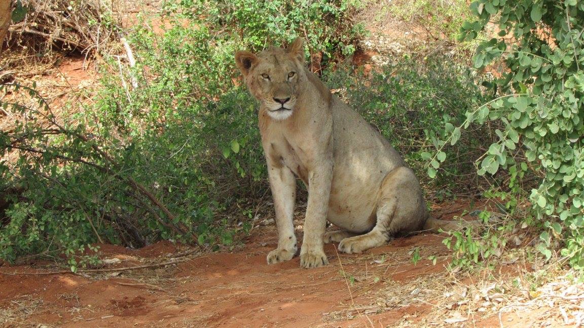 intrusi nel suo territorio