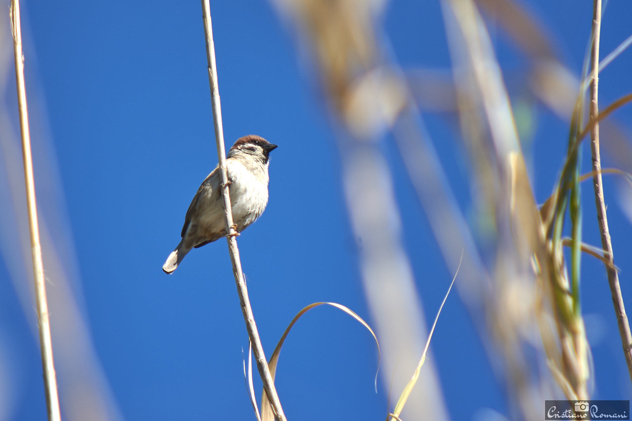 Tree Sparrow