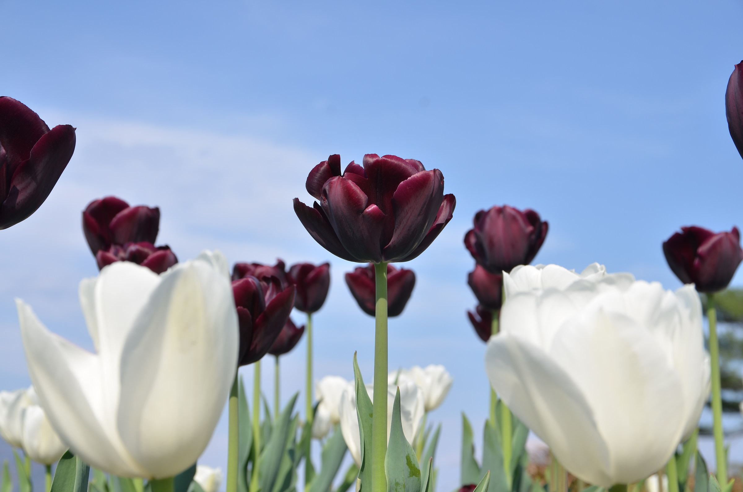 Black Tulip among whites