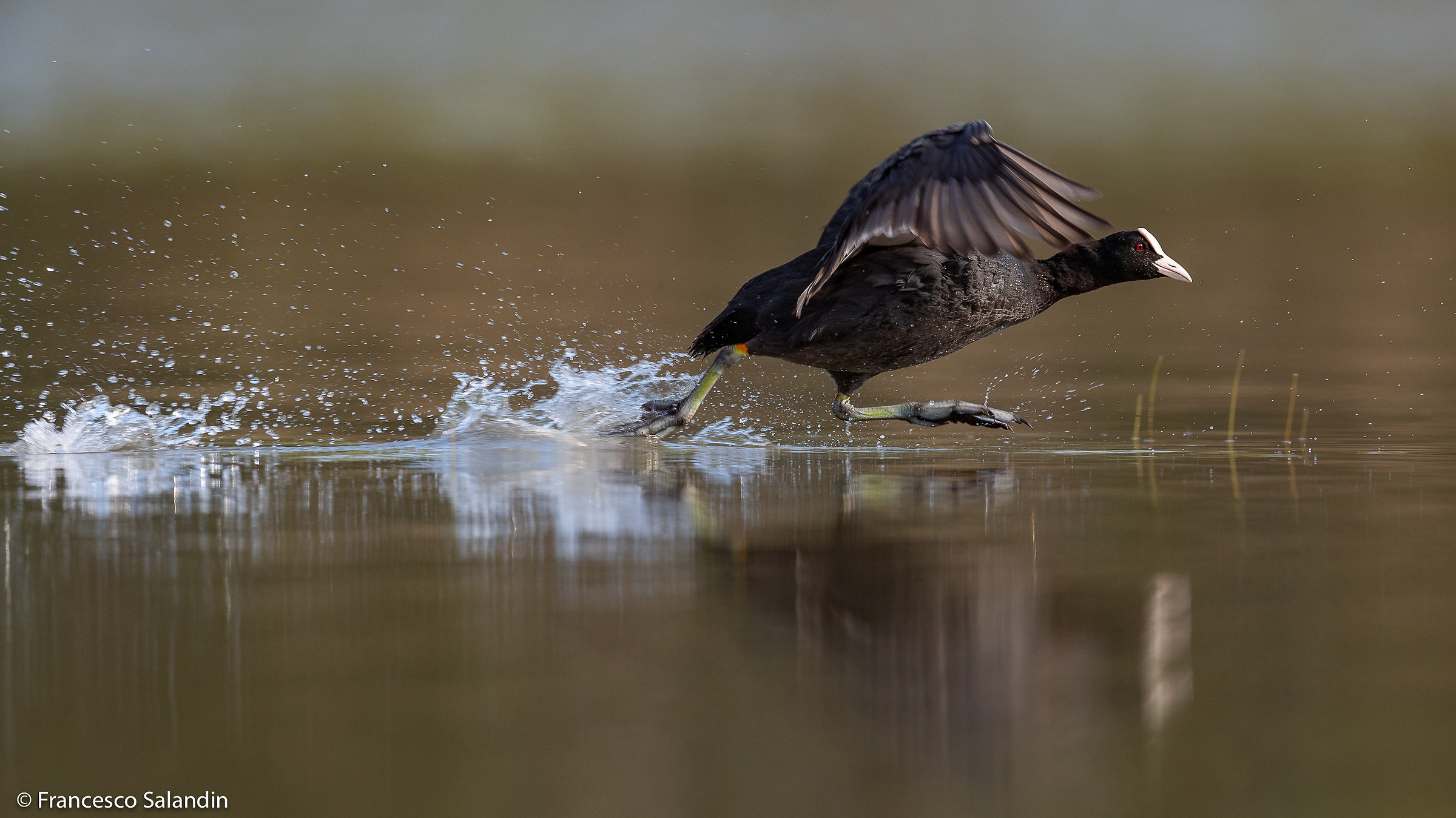 Folaga (Fulica atra)