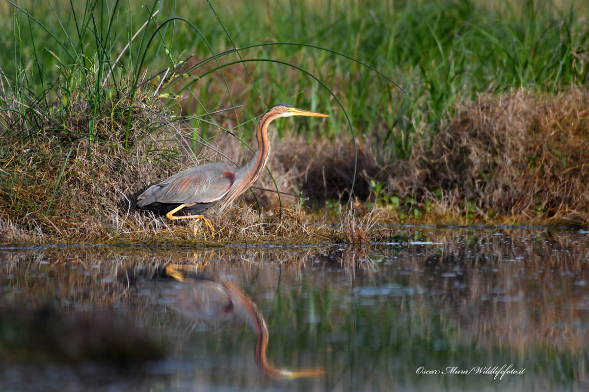 Purple Heron