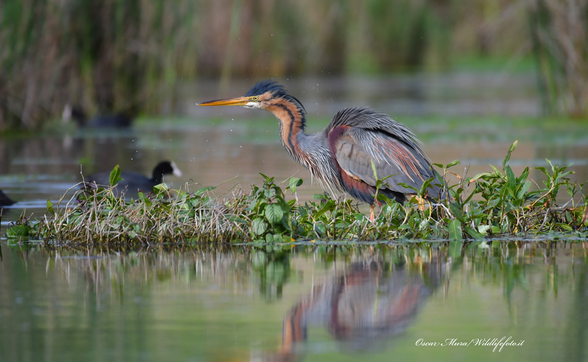 Purple Heron
