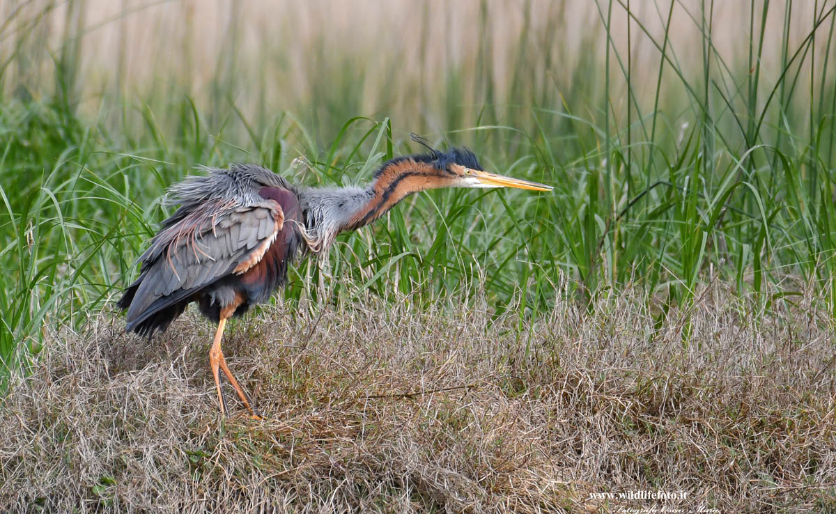 Purple Heron