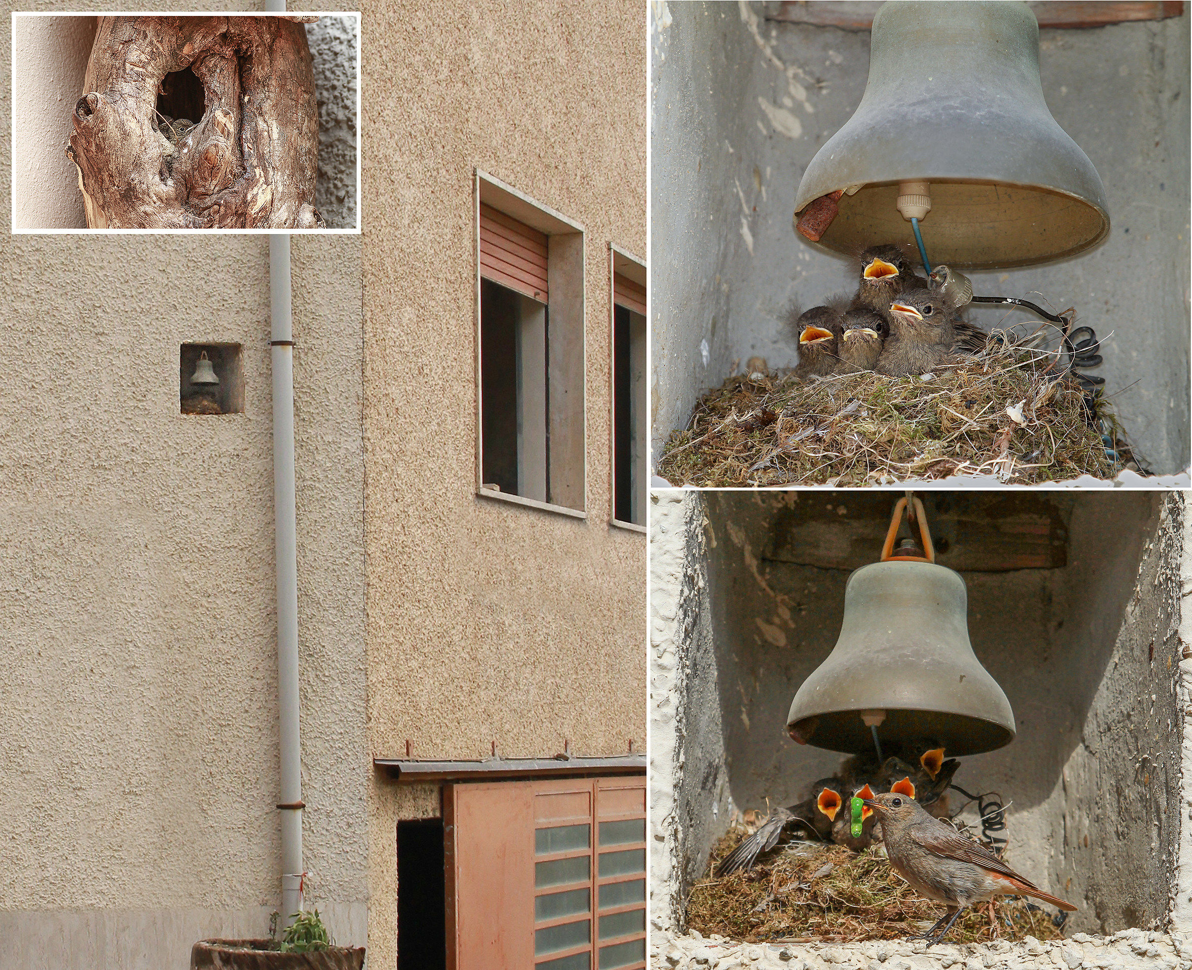 Codirossi "opportunists"