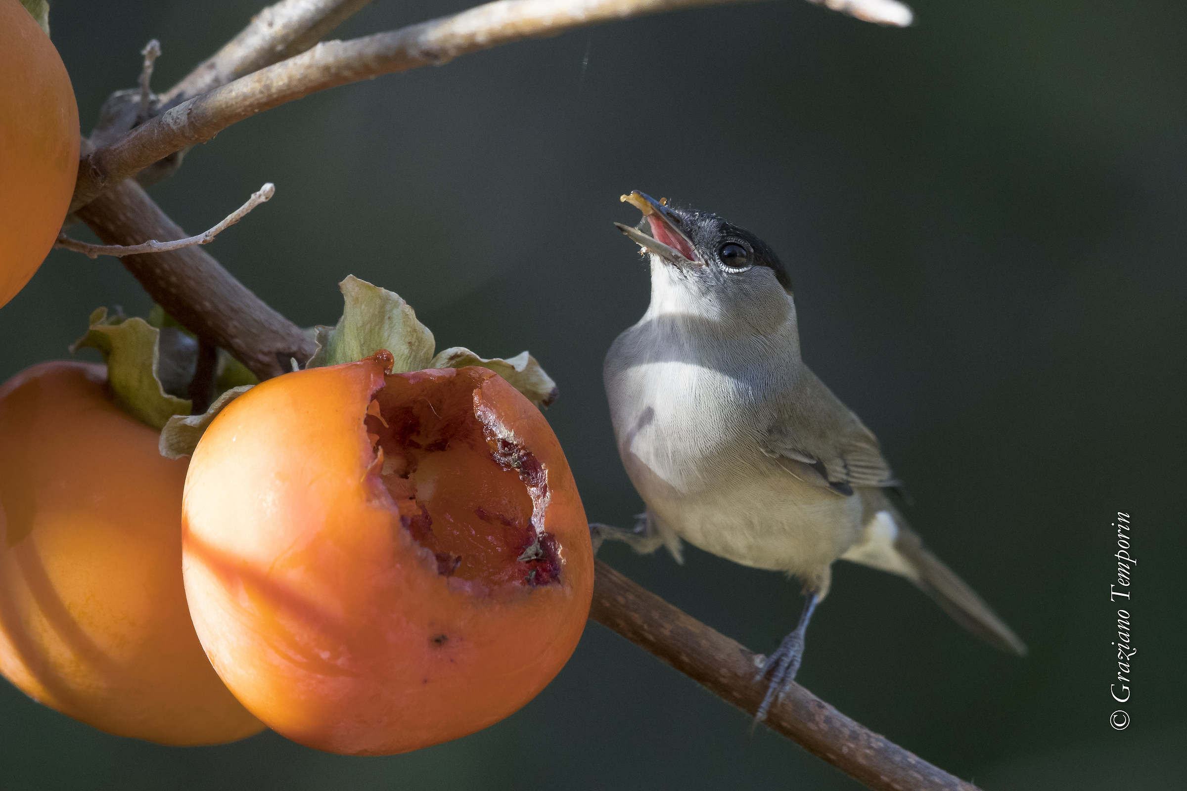 Blackcap (Male)