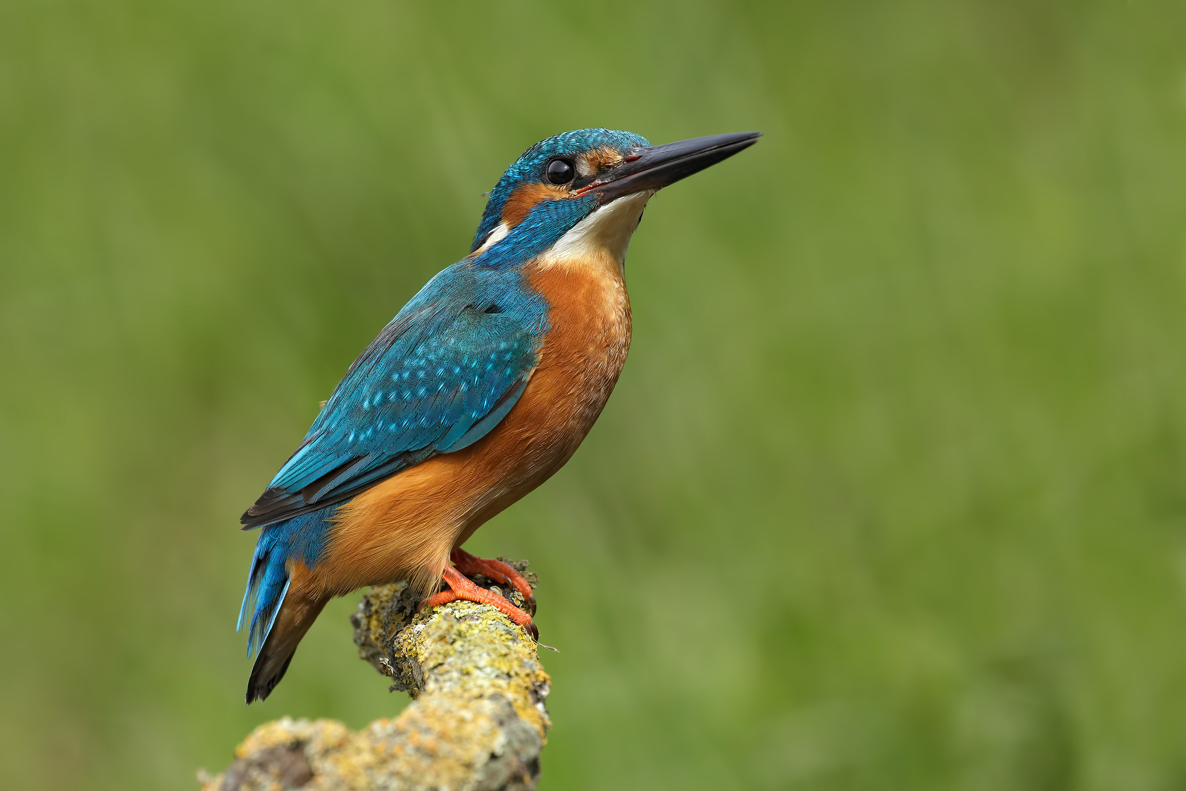 Kingfisher