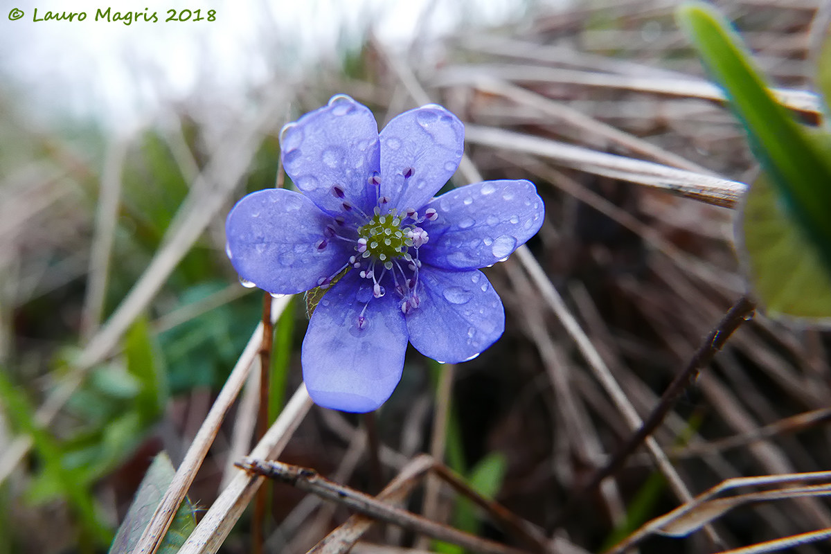 Hepatica Nobilis