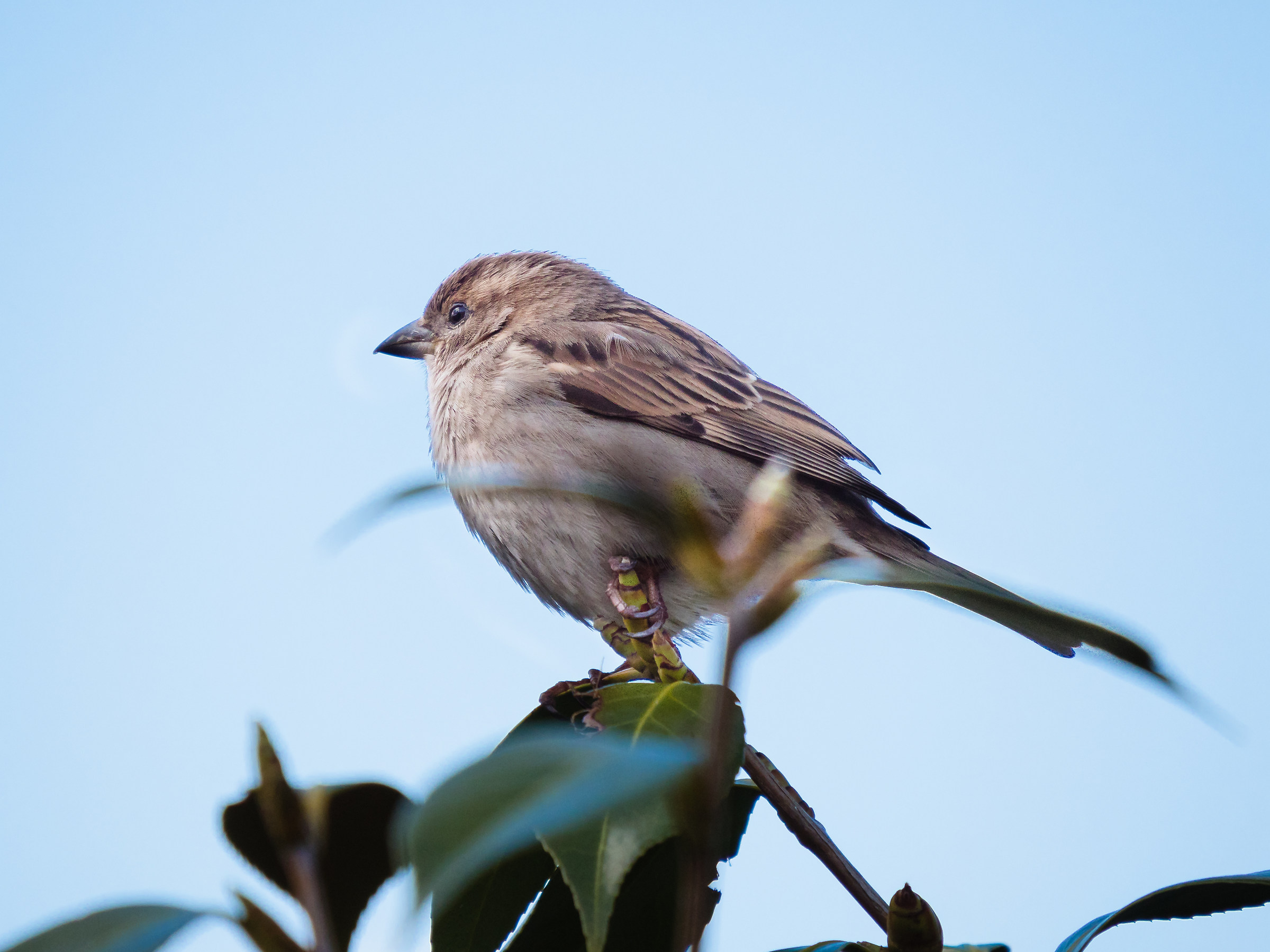 Common Sparrow
