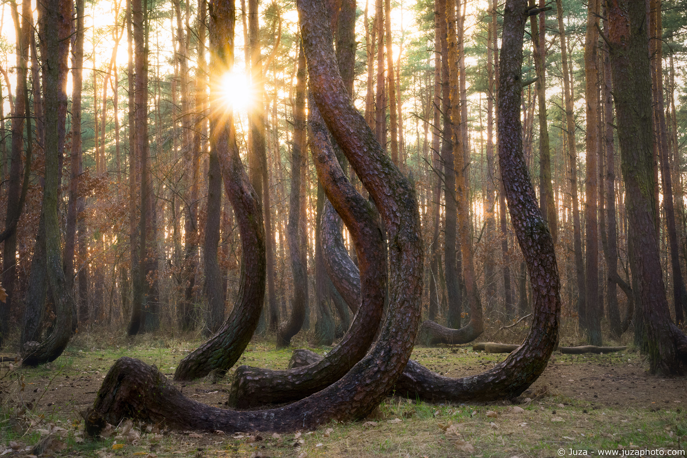 Krzywy Las, arched forest