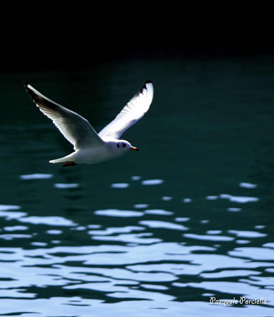seagull in flight