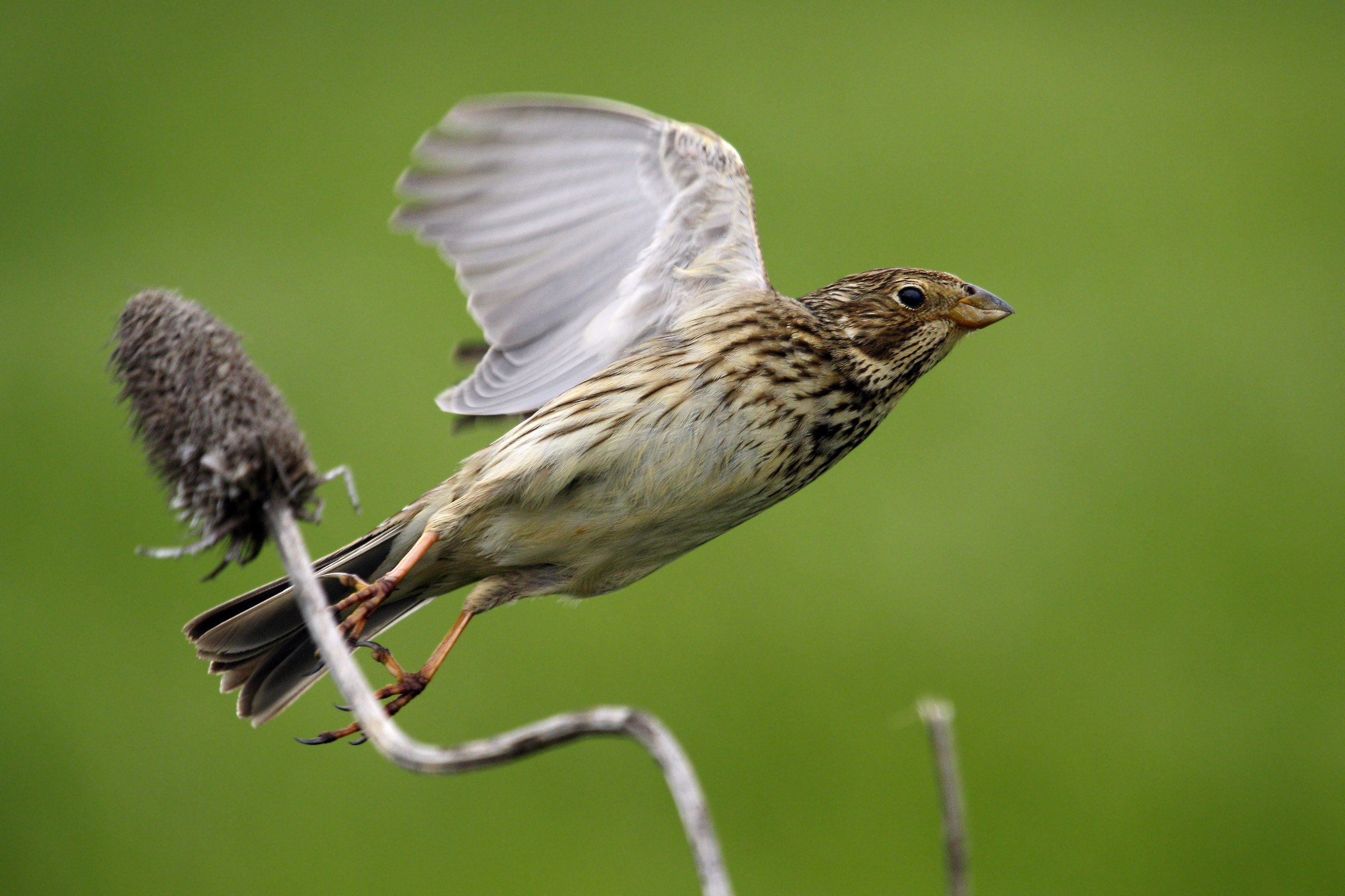la partenza sello Strillozzo