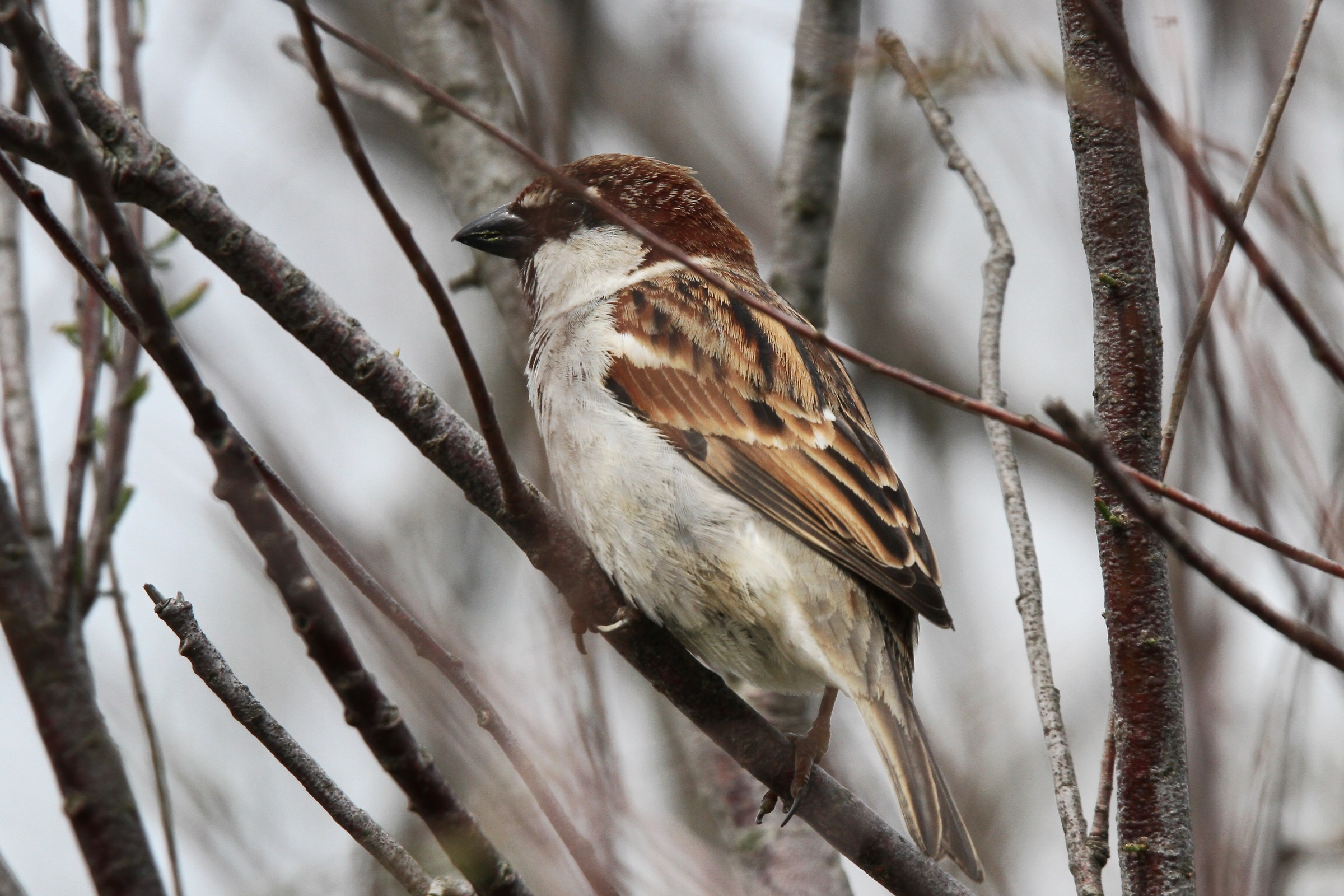 Common Sparrow