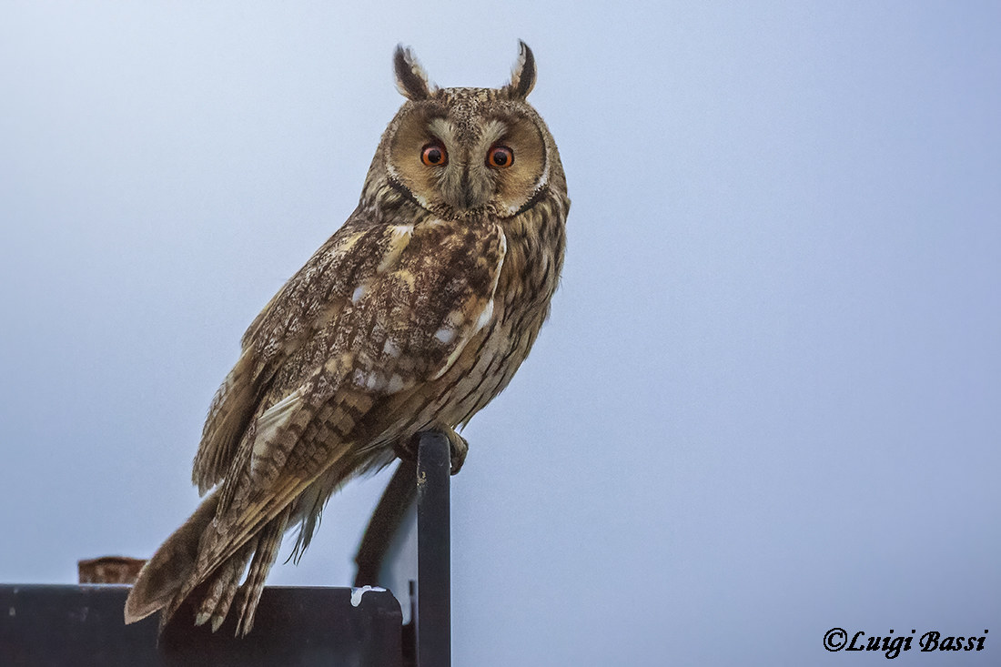 Gufo Comune al crepuscolo