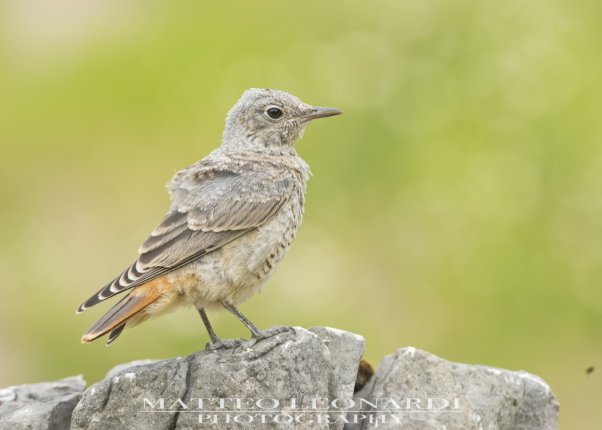 Young Thrush-Alpi Apuane