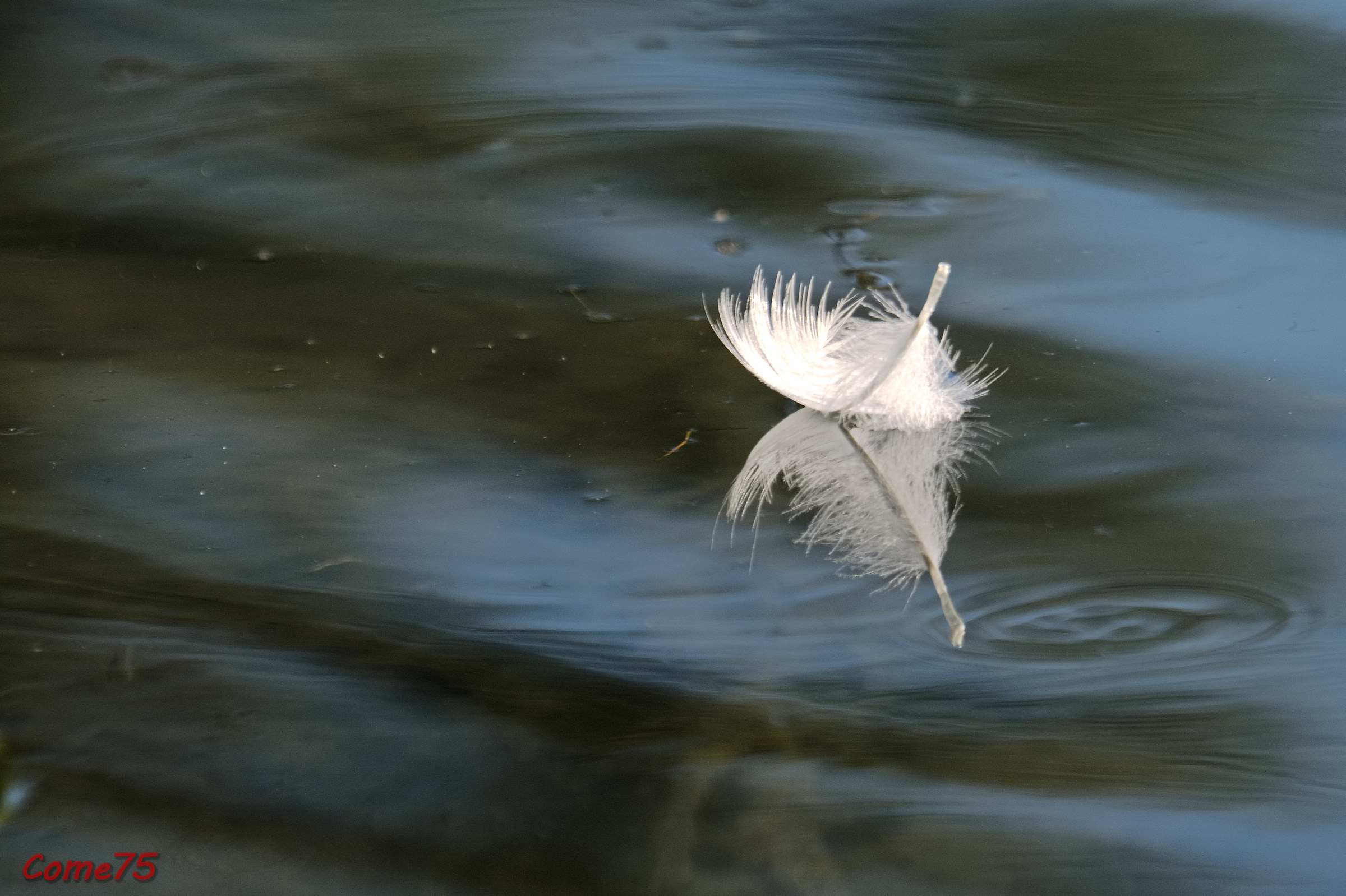 The feather on & #39; water