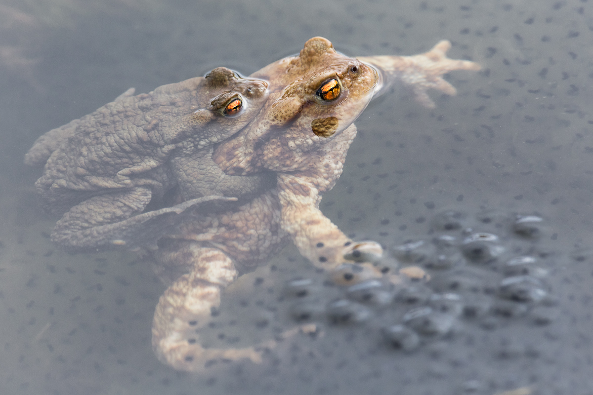 The coupling of the common toad (Bufo Bufo).