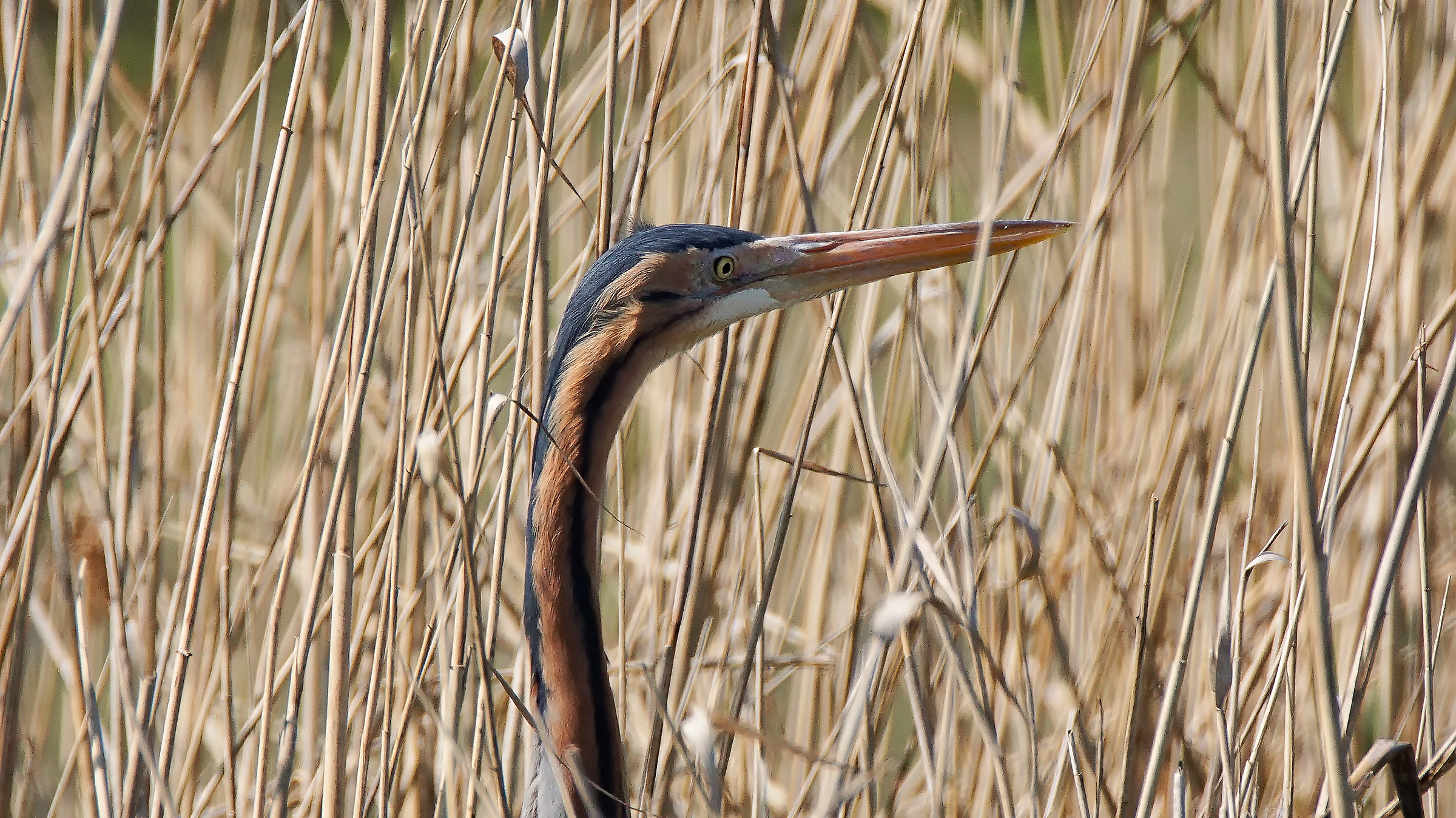 Purple Heron