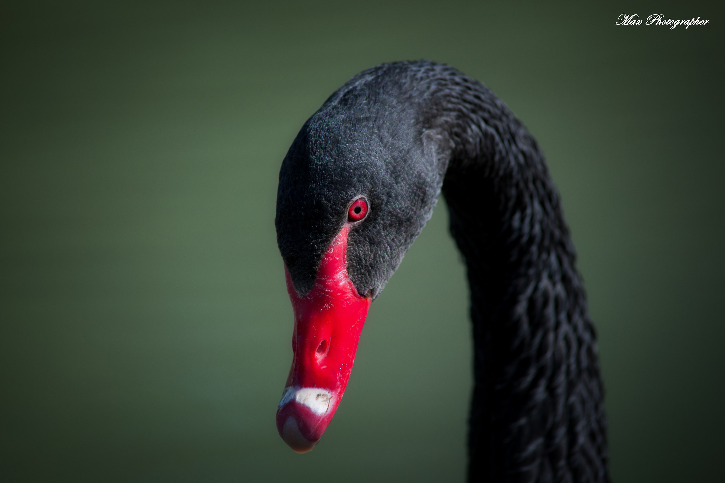 The Black Swan-portrait