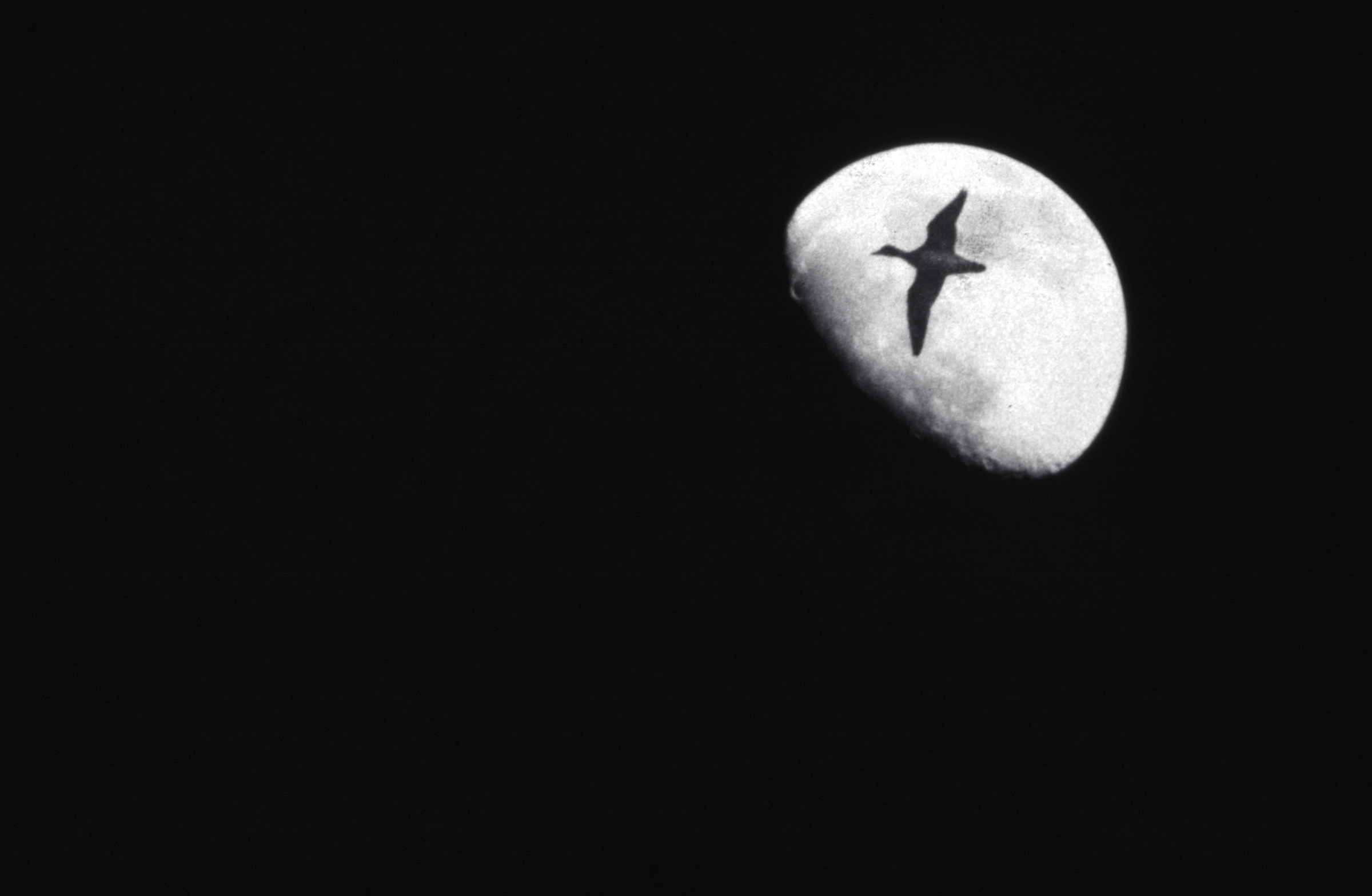 Il Germano reale sulla Luna