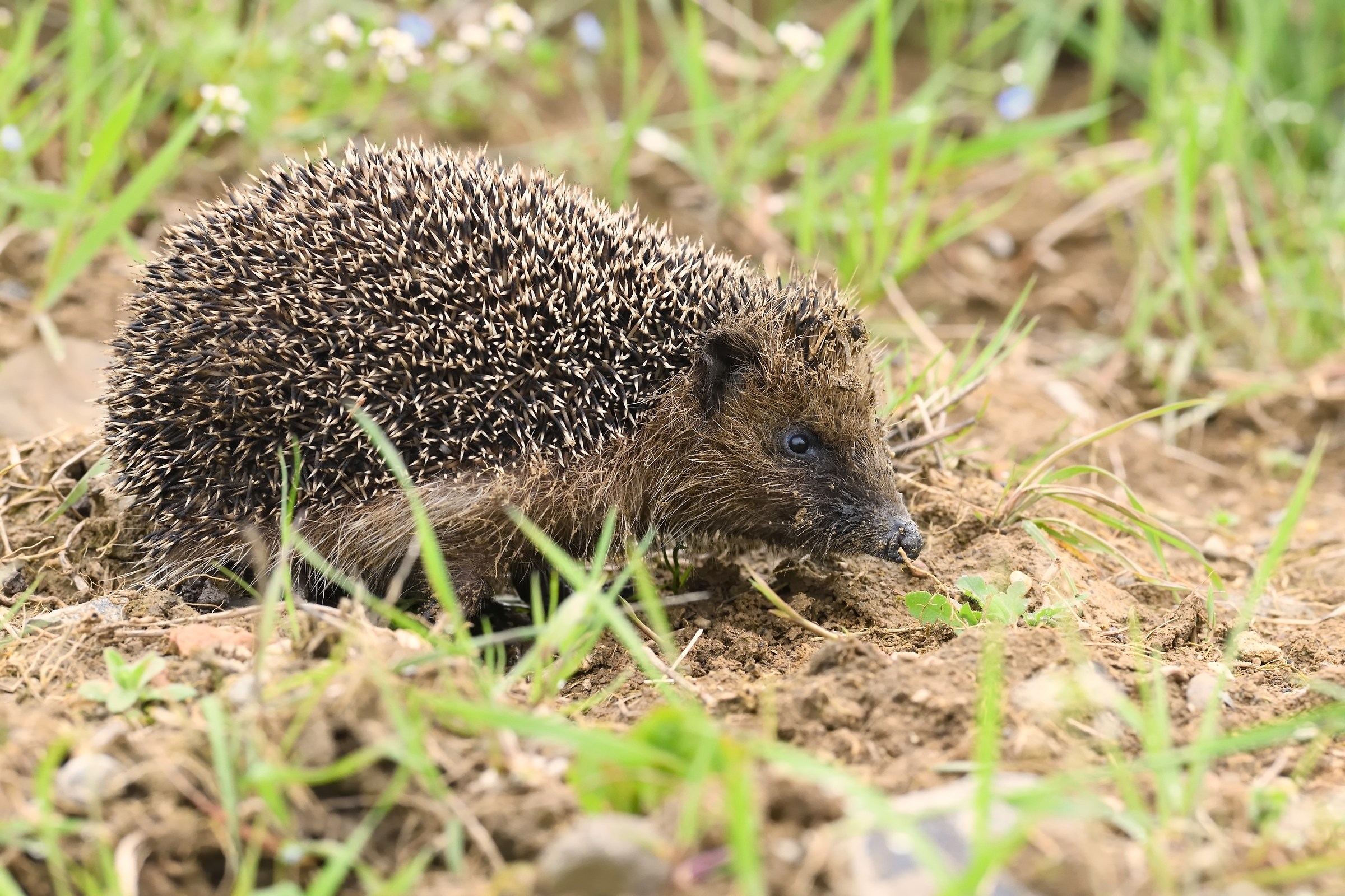 Riccio comune europeo.