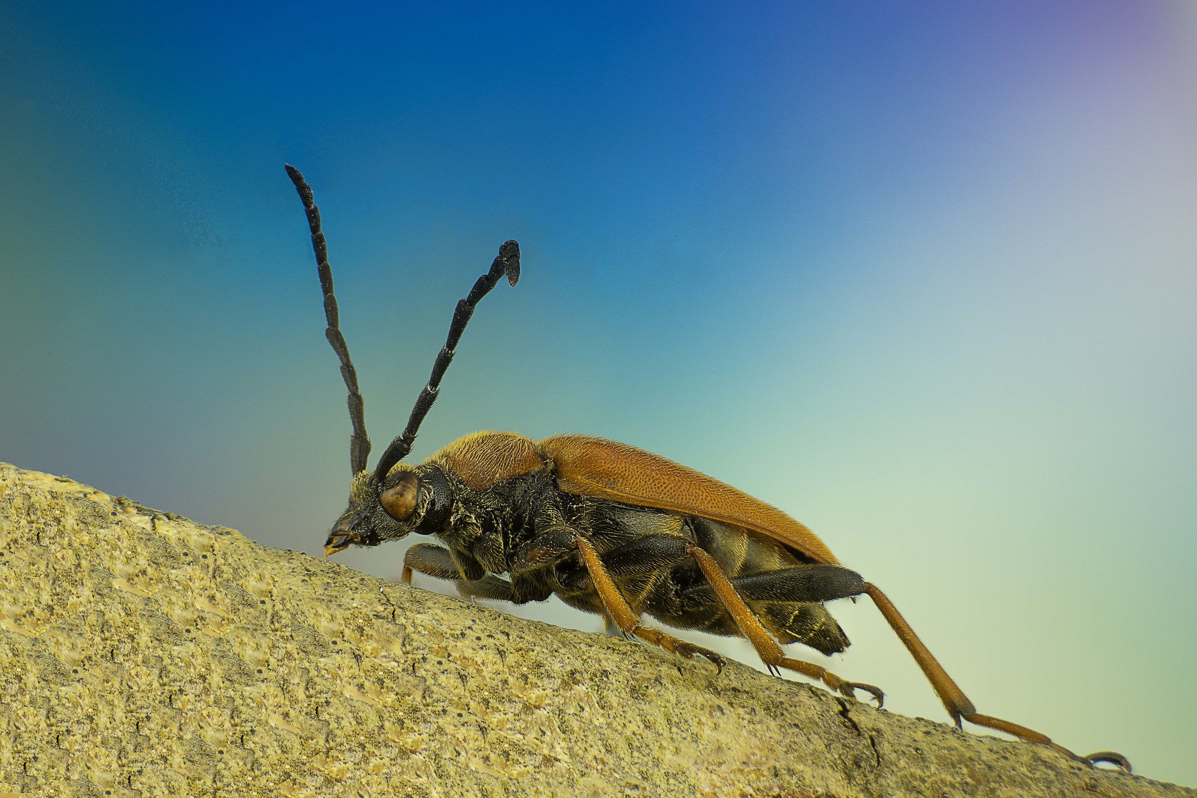 Femmina di Stictoleptura rubra Cerambycidae