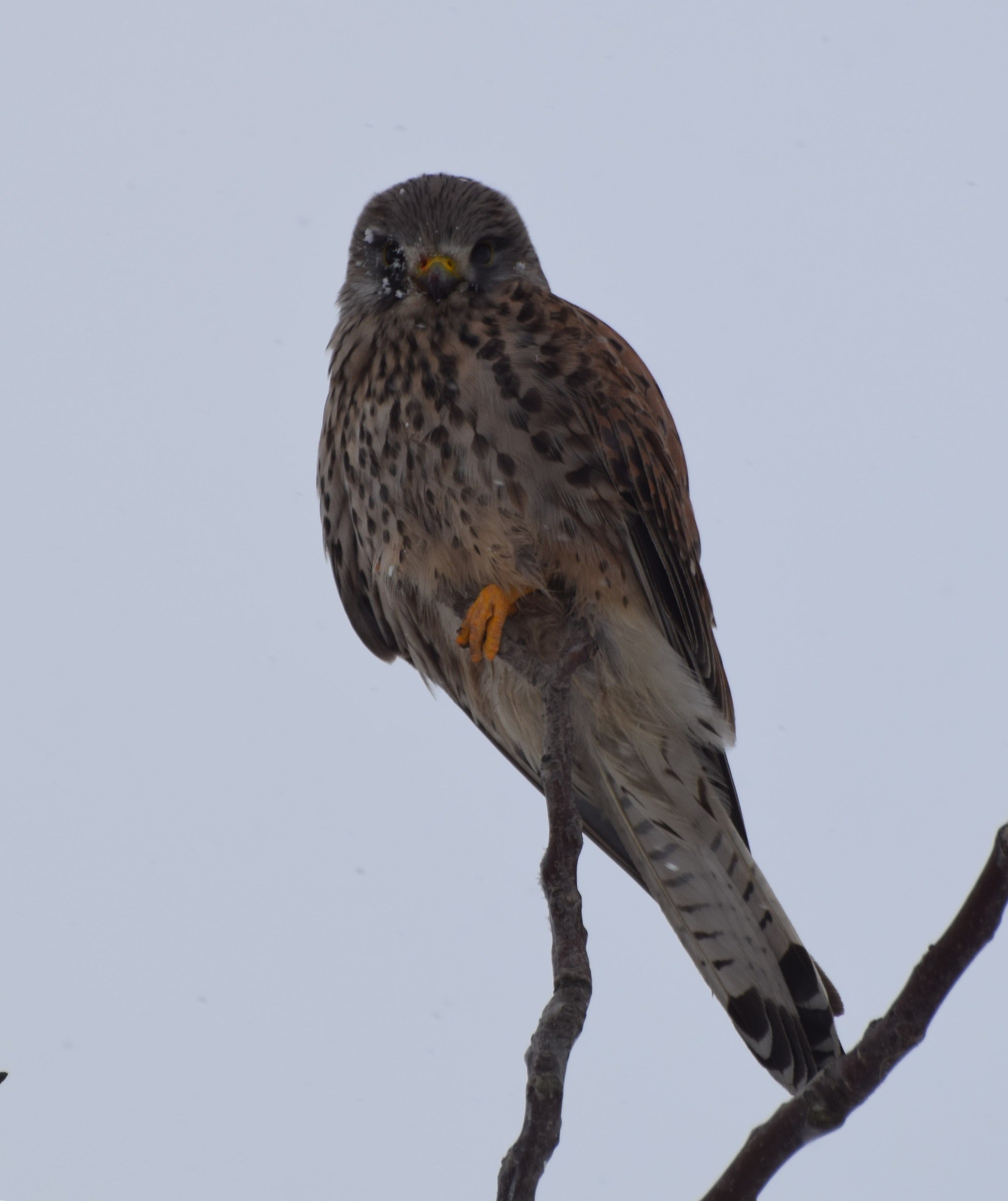 Kestrel in snowfall