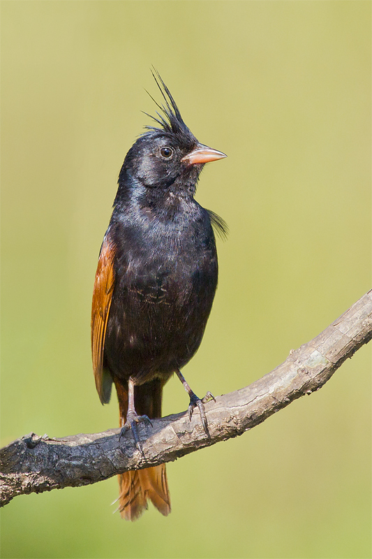 Crested Bunting :Front pose.