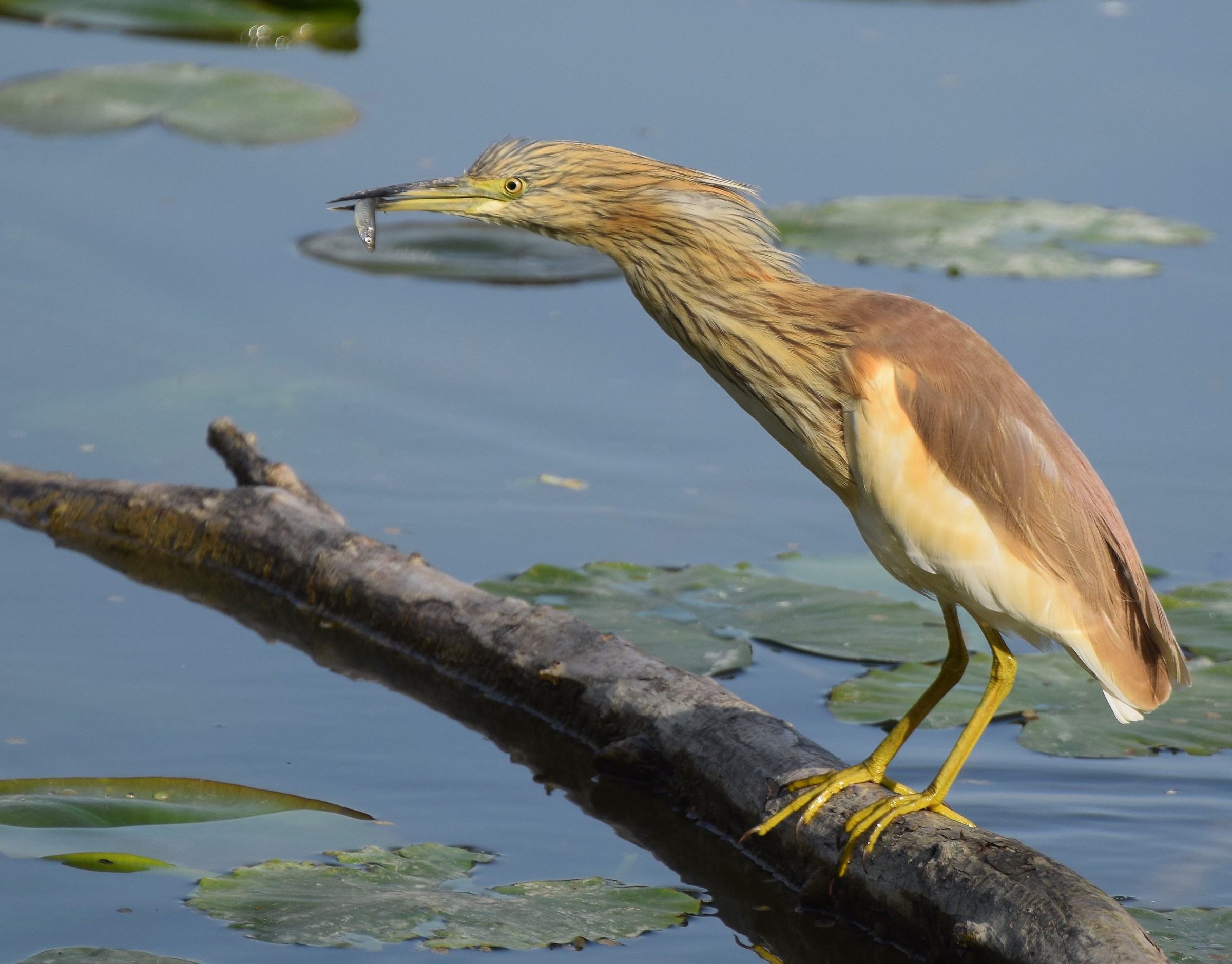 Squacco Heron at lunch