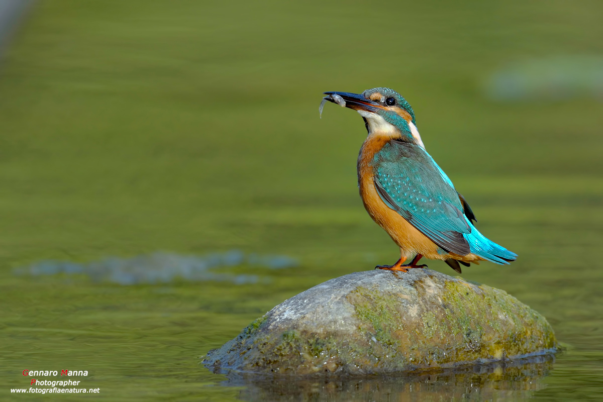 Martin pescatore (Alcedo atthis)