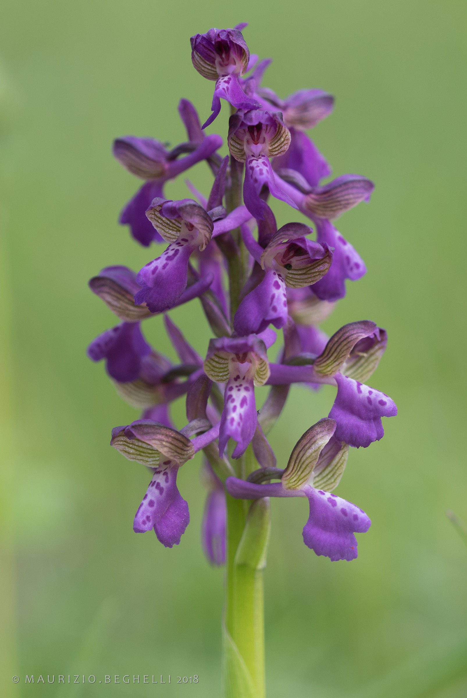 Spontaneous Orchid (Anacamptis Morio)