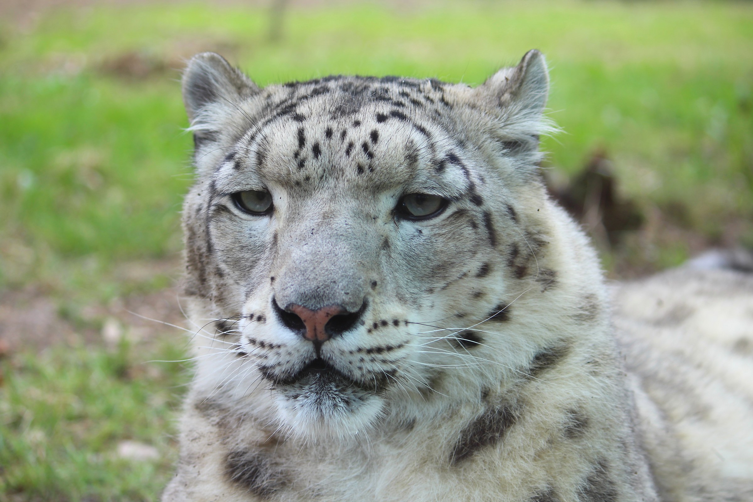 Sguardo di ghiacccio