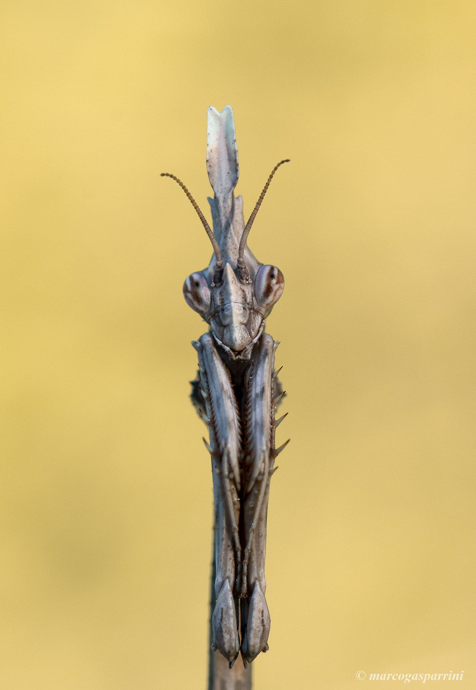 Empusa pennata
