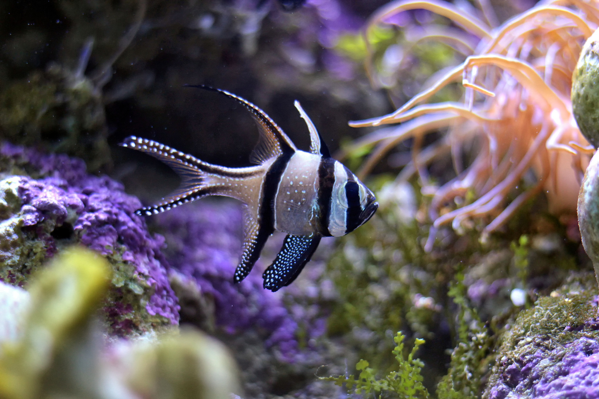 Pesce cardinale di Banggai