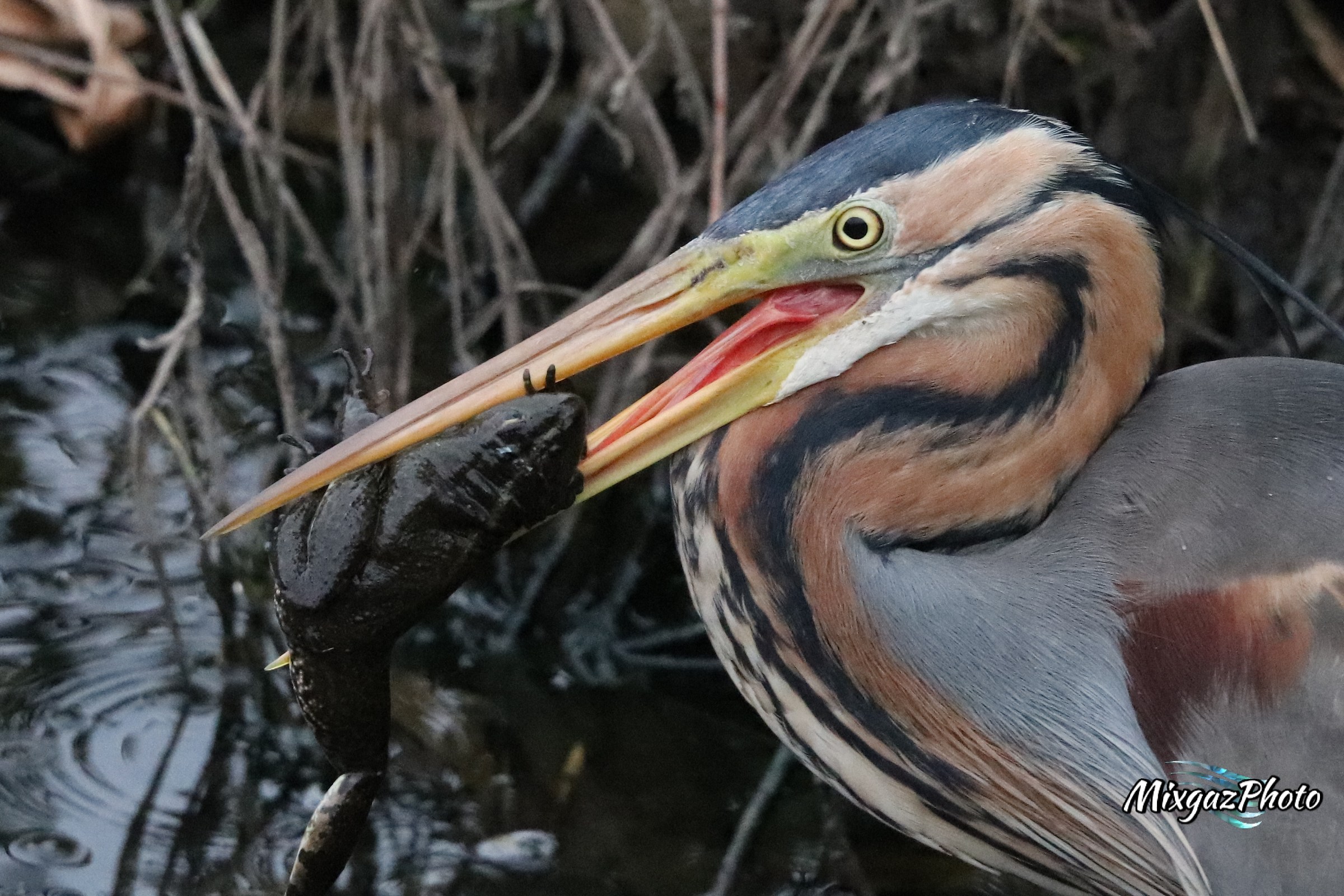 Colazione di un airone