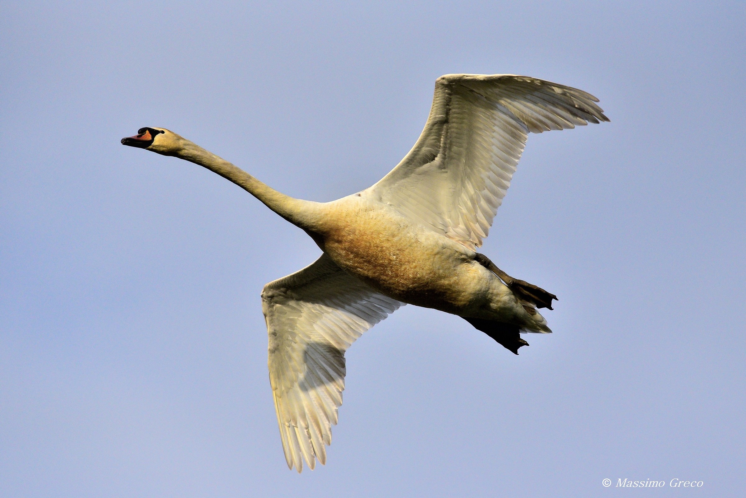 Cigno reale (Cygnus olor)