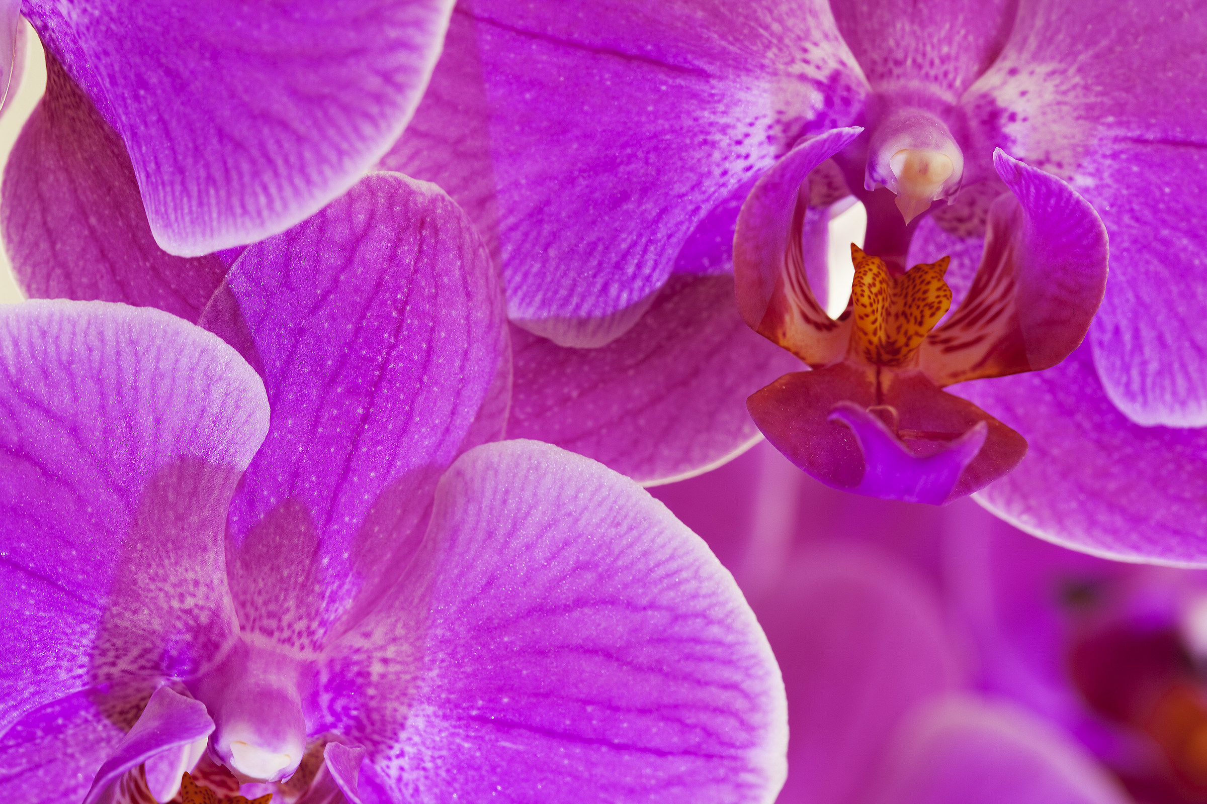 Orchidee