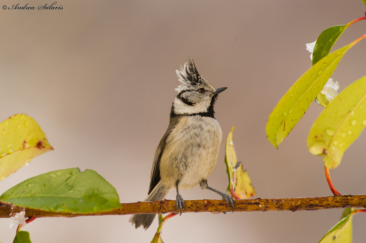 Crested Tit (Lophophanes Cristatus)