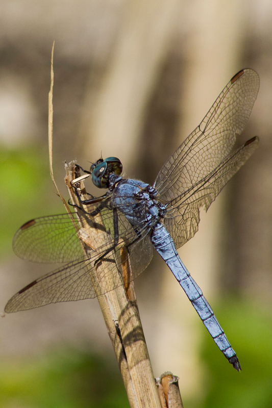 rthetrum brunneum_Odonata Libellulidae