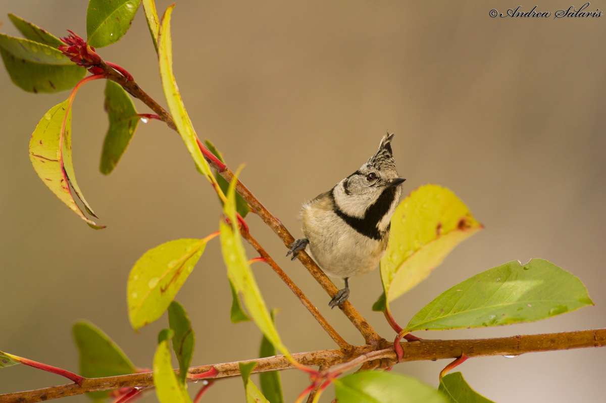 Crested Tit (Lophophanes Cristatus)