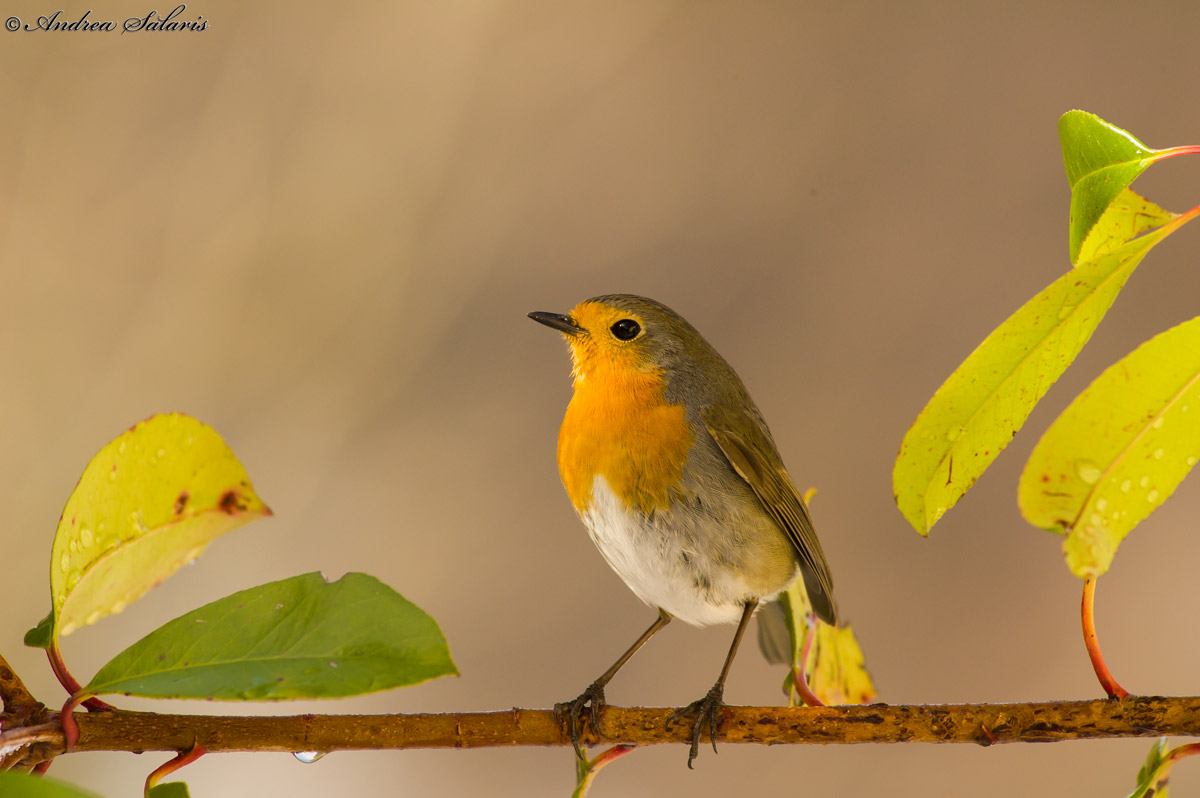 Robin (Erithacus Rubecula)