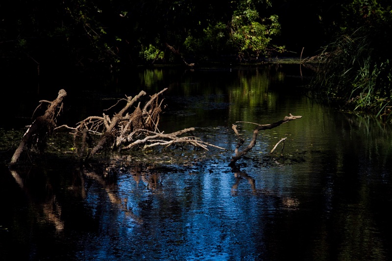 Riserva naturale Fiume Ciane (sr) Sicily