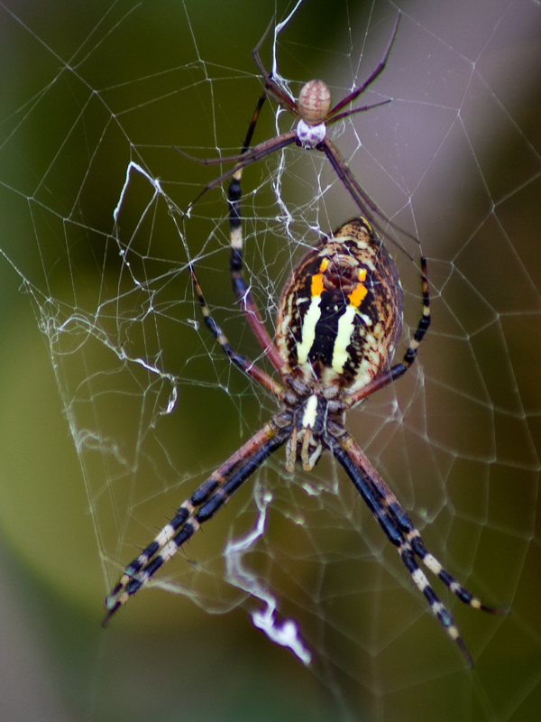 Argiope Lobata_